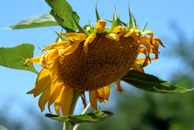 Sunflower-02_7_13