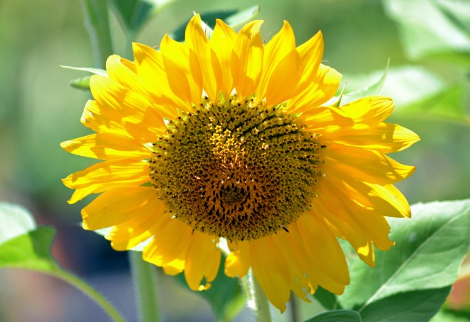 Sunflower-Yellow-2