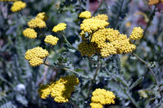 Yarrow-Yellow