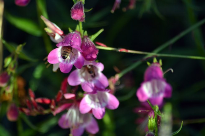 Bee-Penstemon-8_13