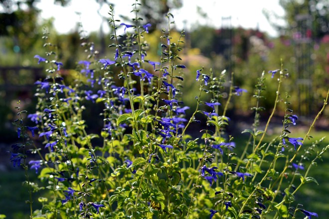 Blue-Sage-8_13