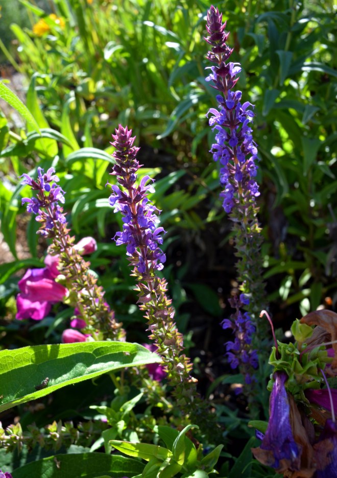 Blue-salvia-8_13