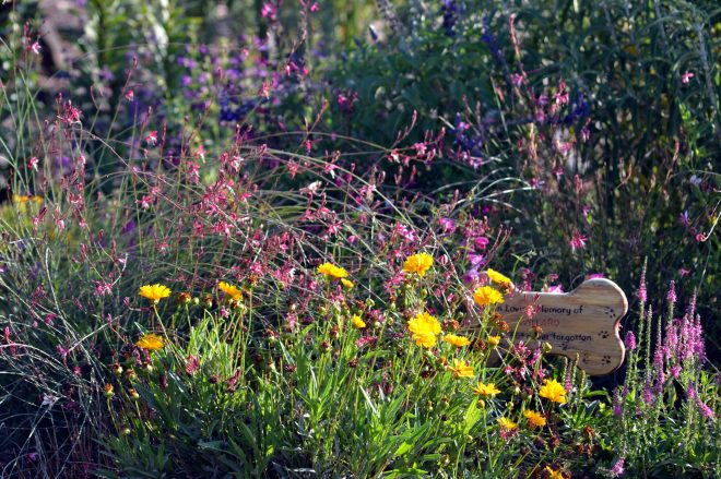 Hummingbird-Garden-Evening-8_13