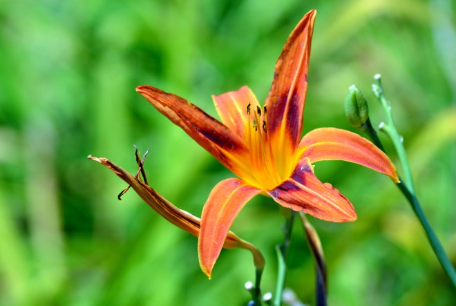 Orange-DayLily