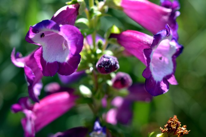 Penstemon-8_13