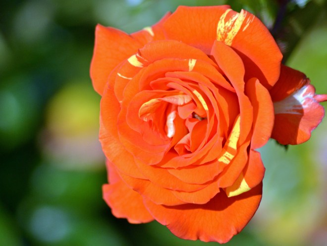 Rose-Orange