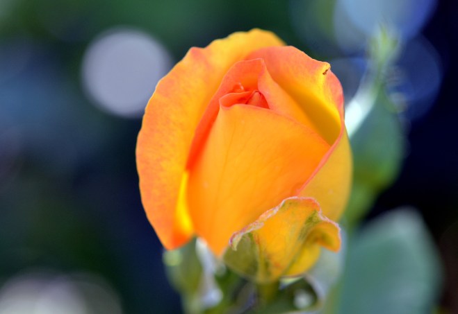 Rose-Yellow-Orange-8_13