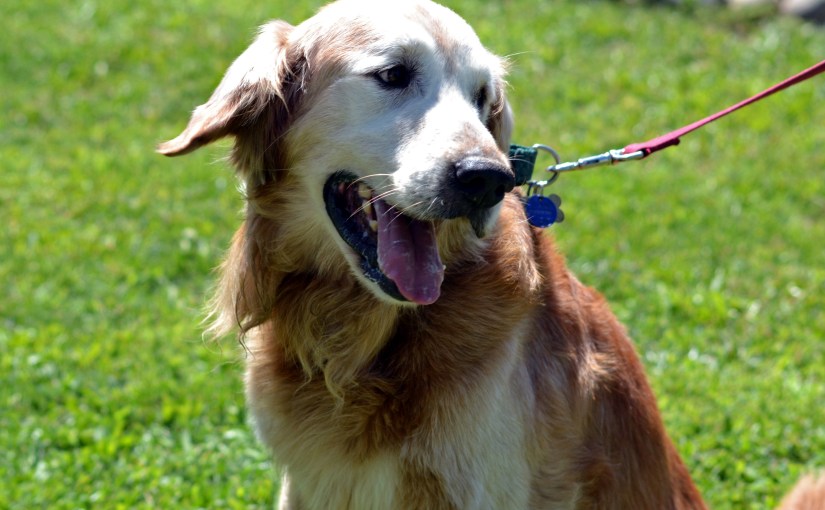 Wordless Wednesday: Gone to the&nbsp;Dogs