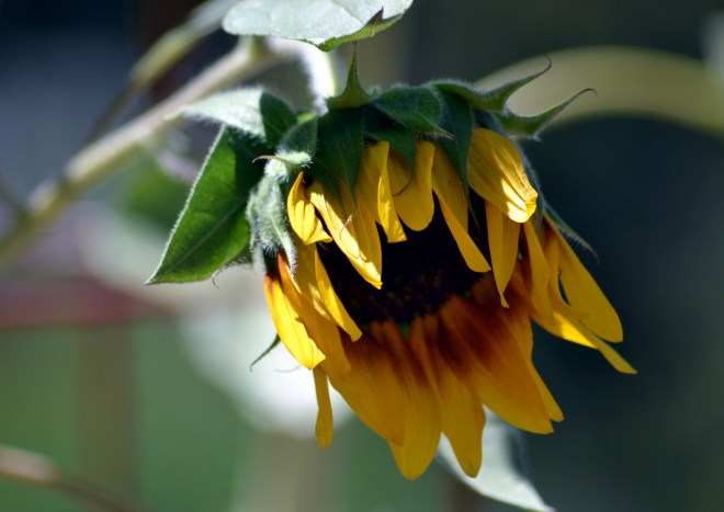 sunflower-2-8_13