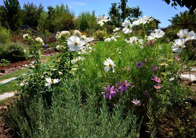 White-Cosmos-Lavendar