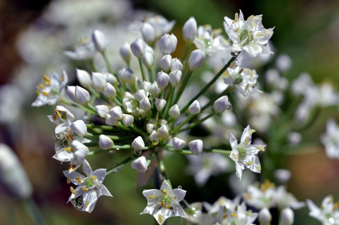 White-Garlic-Flower-8_13