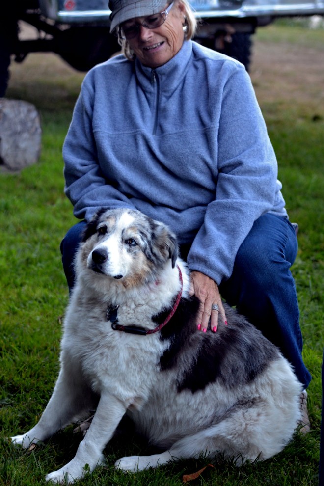 Australian-Shepherd_Klamath