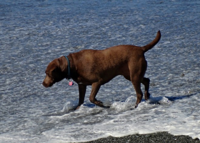 Choc-Lab3_Klamath