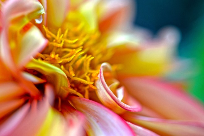 Dahlia-Detail_9_13_A