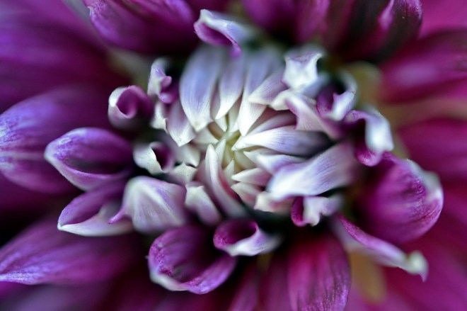 Dahlia-Opening2_9_13