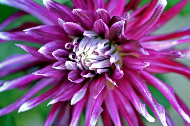 Dahlia-Opening4_9_13