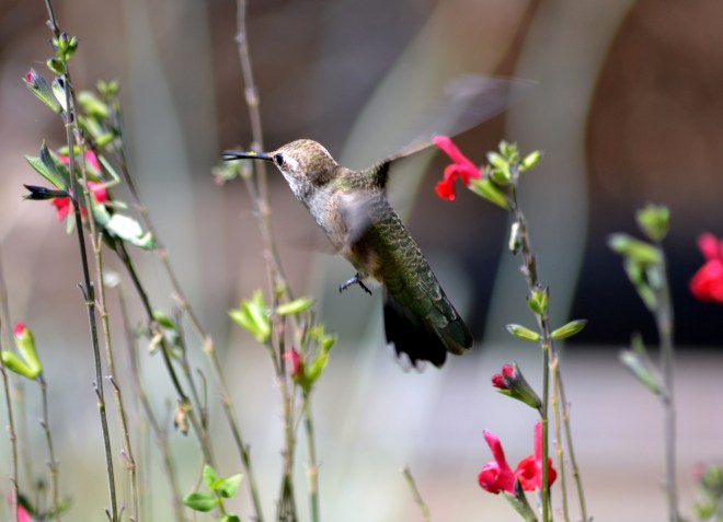 Hummingbird-9_13