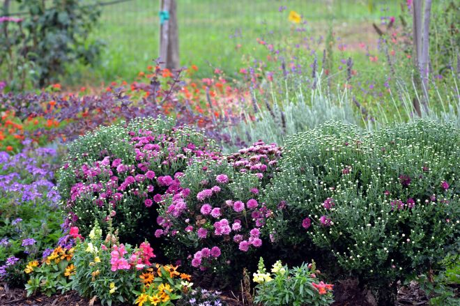 Hummingbird-Bed-9_21_13