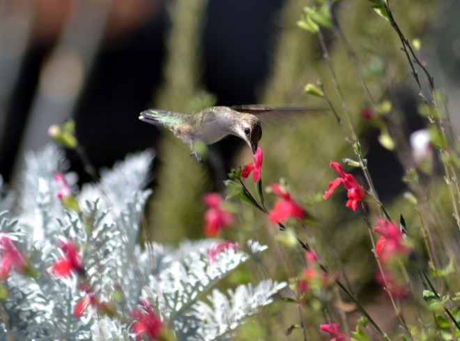 Hummingbird3-9_13