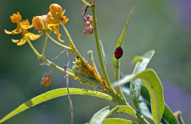 LadyBug-Aphids-9_13