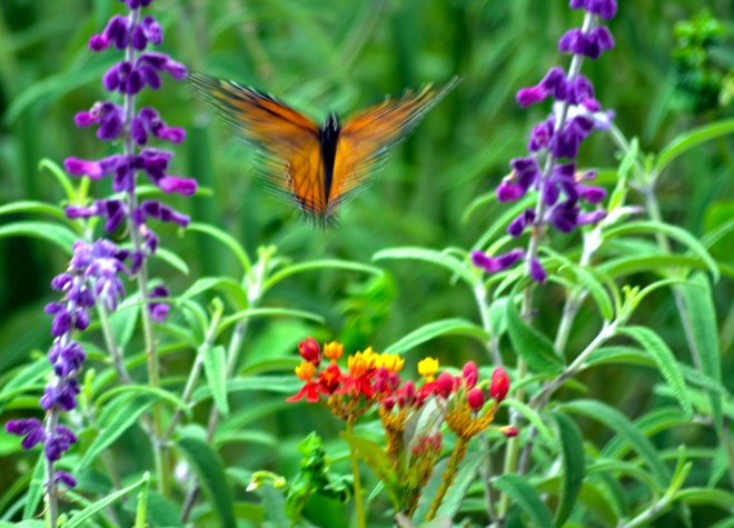 Monarch-Blurred-9_21_13