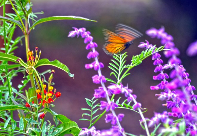 Monarch-Blurred2-9_21_13