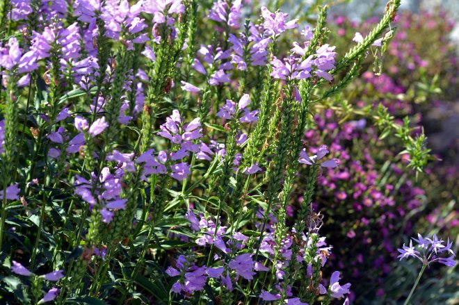 Obedient-Plant_9_13_A