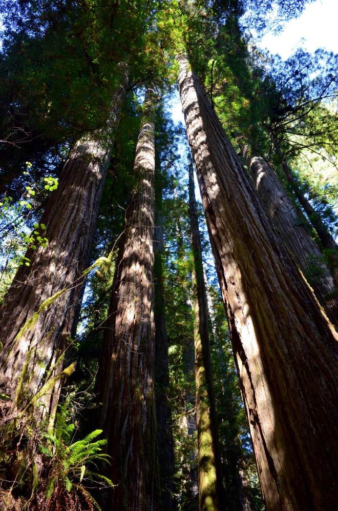 Redwoods_Klamath