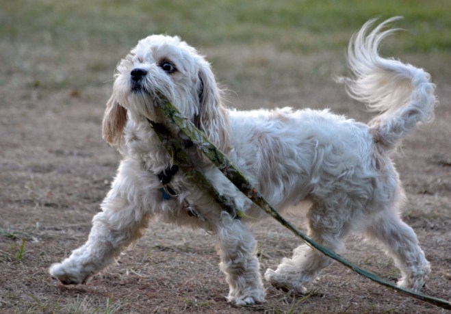 Walking-dog3_Klamath