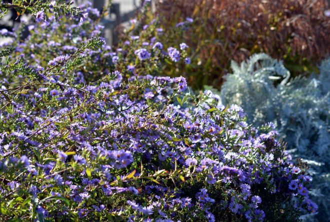 Asters-Fall-10_13