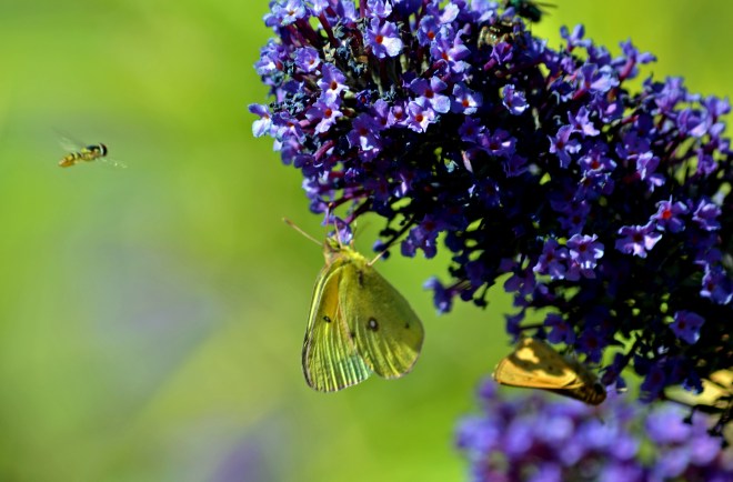 Butterflies-and-Bee-10_13