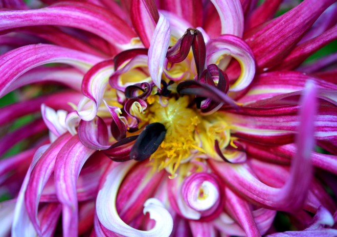 Dahlia-Detail