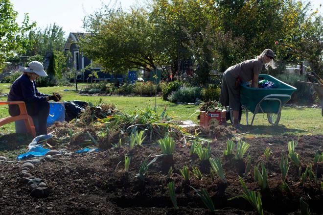 Dividing-Iris5-10_13