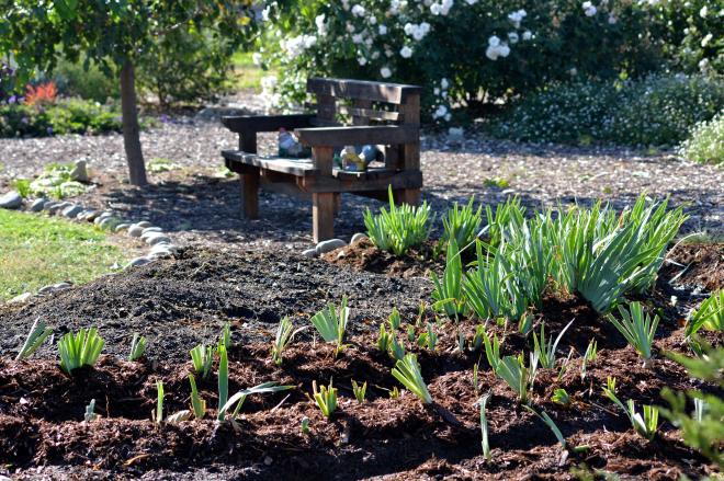 Dividing-Iris7-10_13