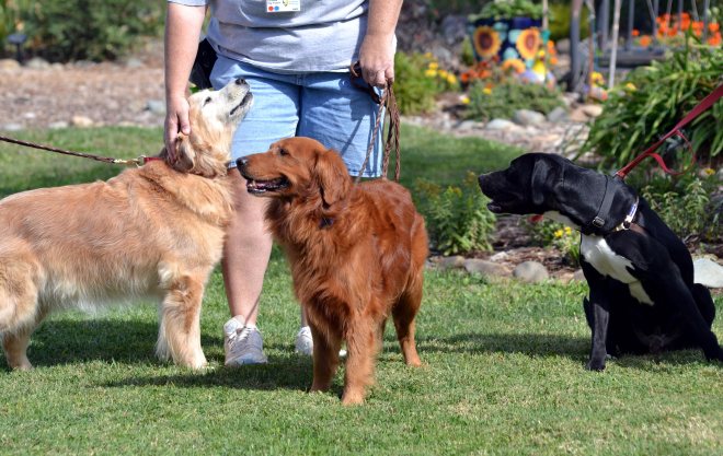 Liberty-Skipper-Apollo-2