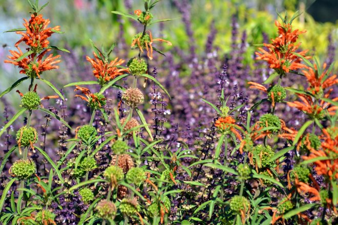 Lion's-Tail-10_20_13