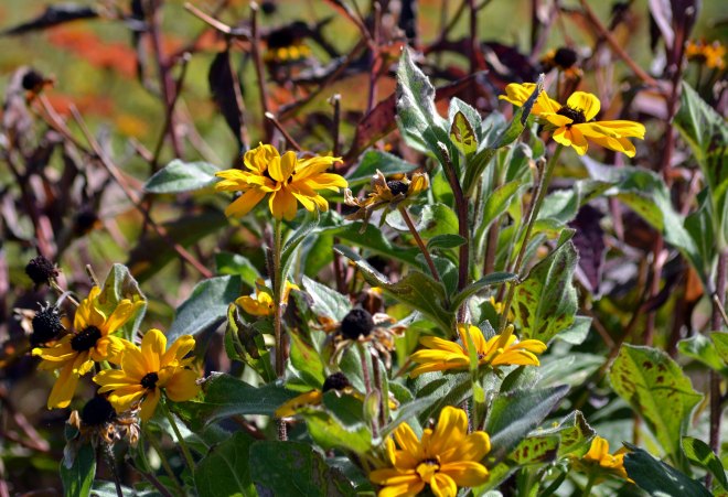Rudbeckia-10_13