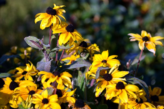 Rudbeckia-Fall-10_13