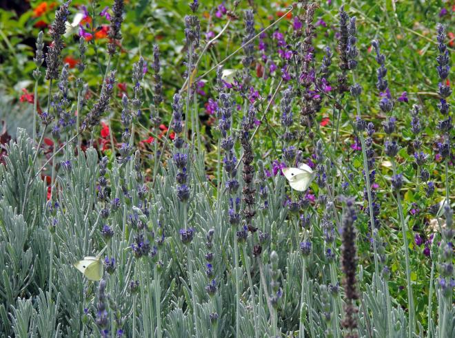 White-Butterflies-10_13