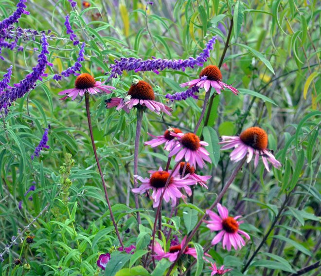 Coneflower-11_13