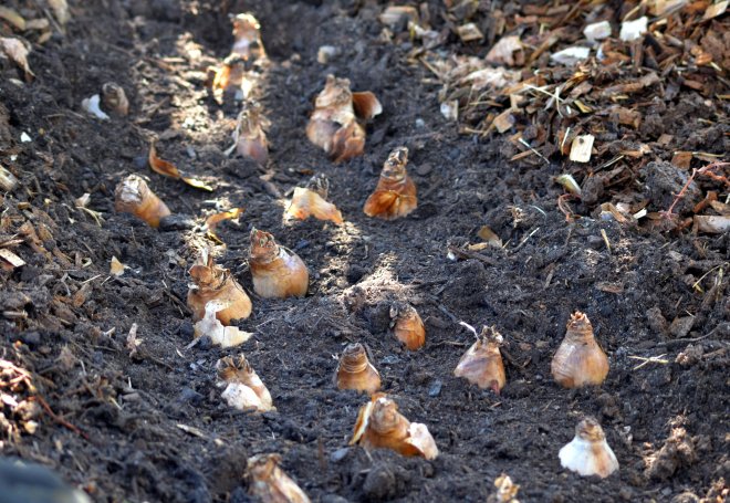 Daffodil-bulbs-11_10_13