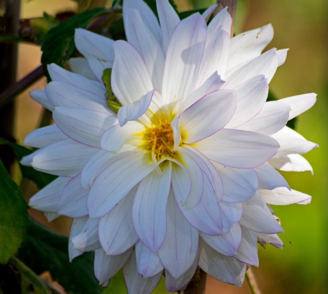 Dahlia-Last-of-Season-11_9_13