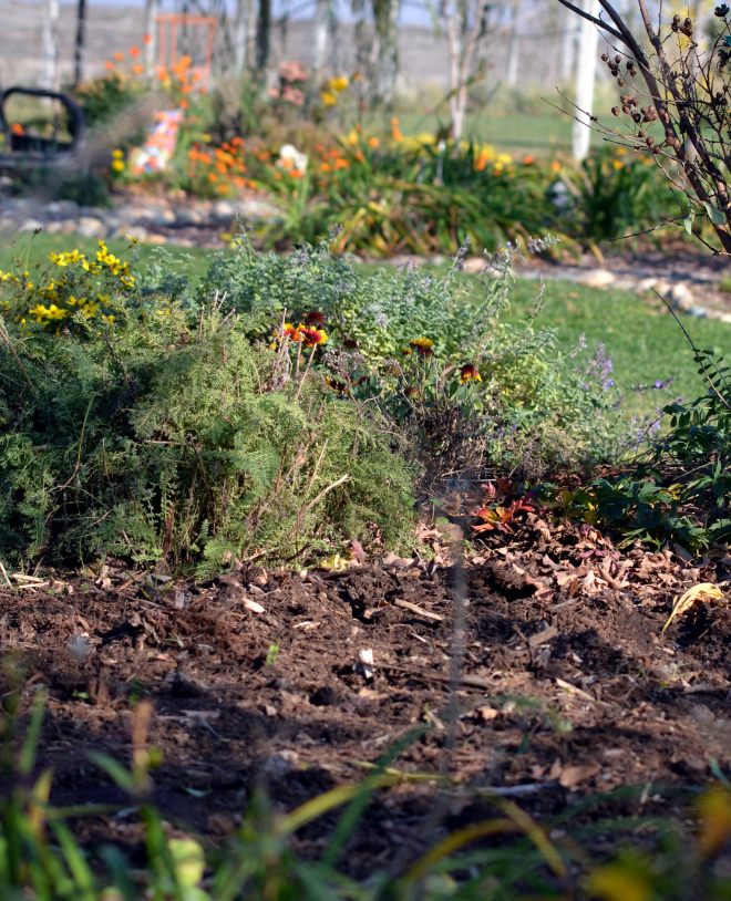 Dahlia-Lifted2-11_23_13