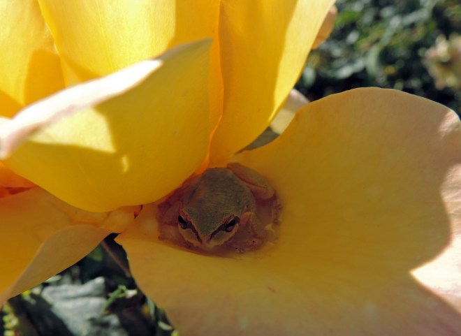 Frog-in-Rose-11_10_13