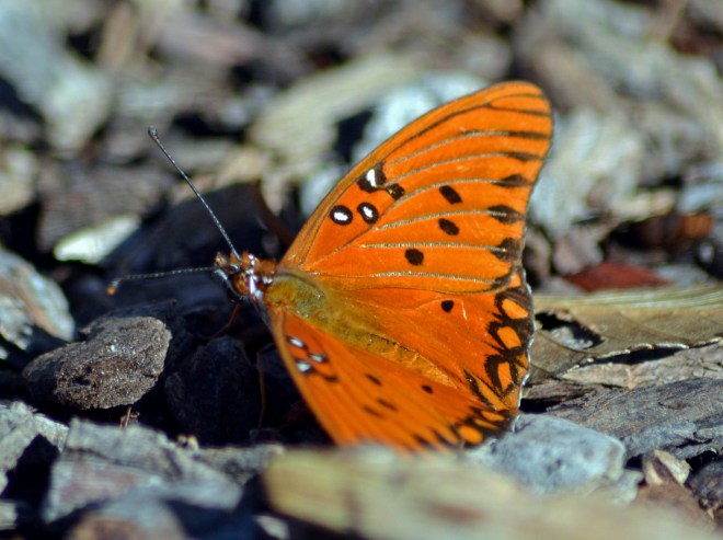 Gulf-Fritillary-Butterfly-11_16_13
