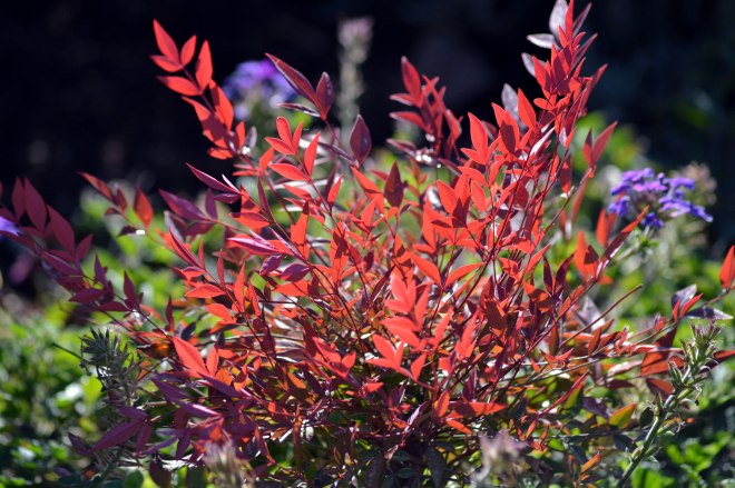 Heavenly-Bamboo-11_9_13