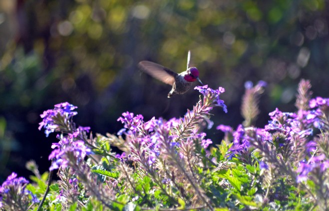 Hummingbird-Red-11_25_13