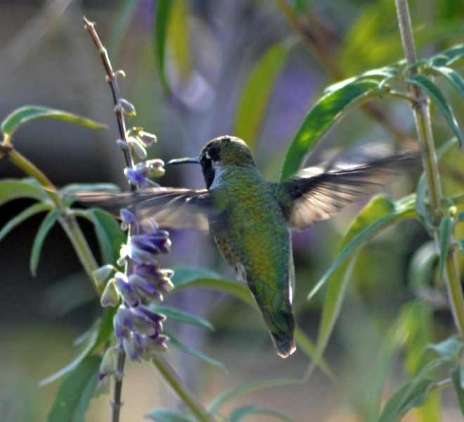 Hummingbird3-11_23_13