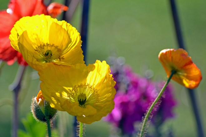 Iceland-Poppy-3-11_16_13