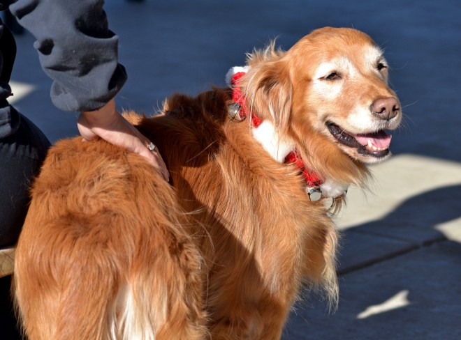 Jingle-Paws-11_16_13